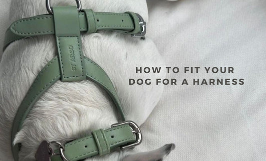 How to Properly Fit Your Dog For a Harness