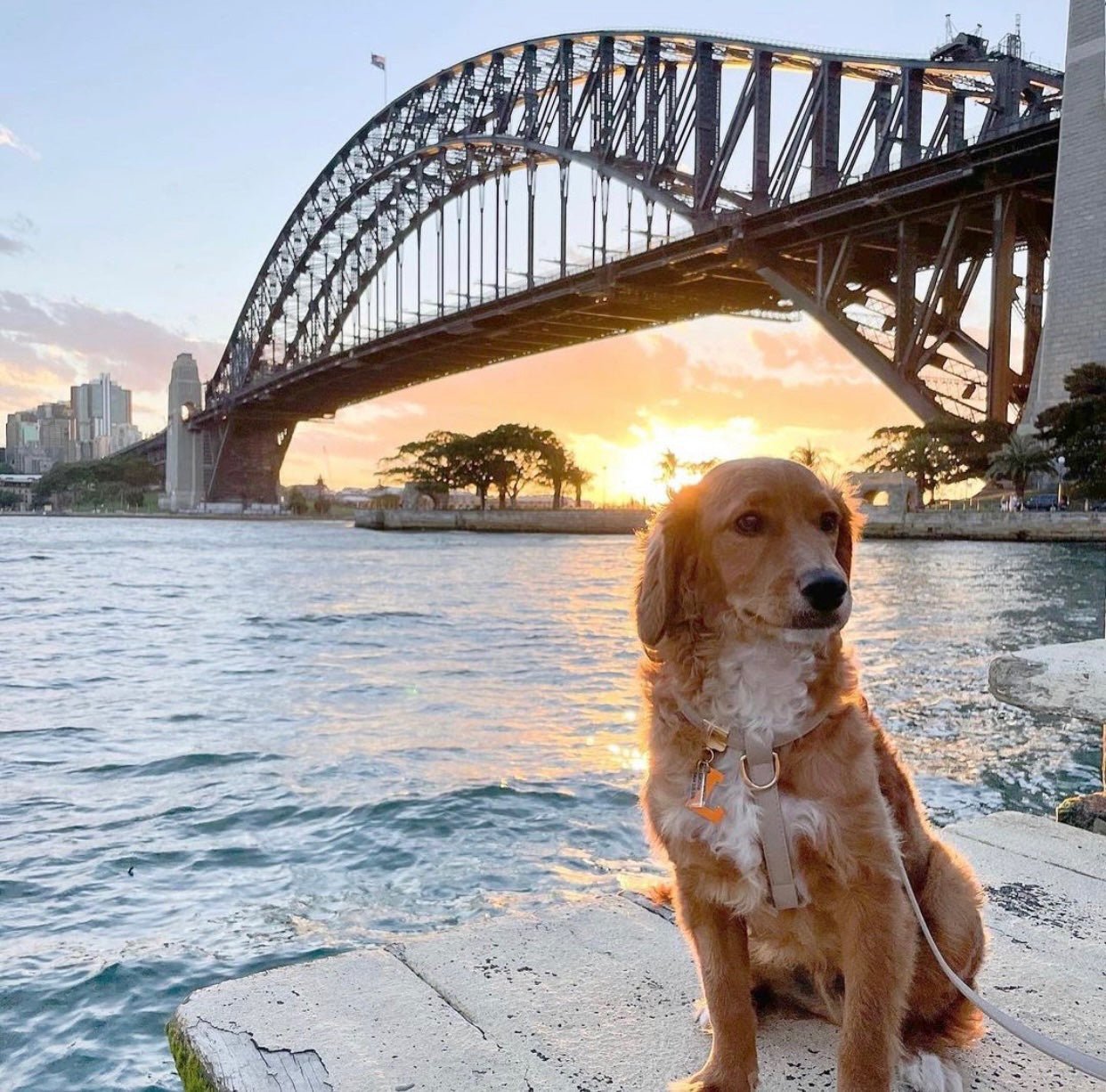 Dog wearing taupe harness