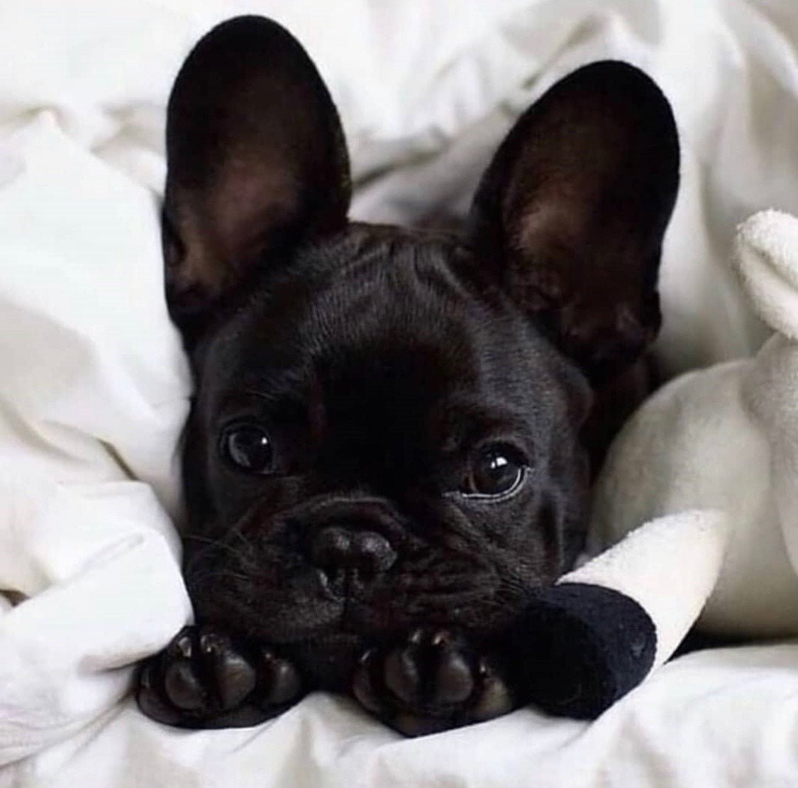 French Bulldog in Bed