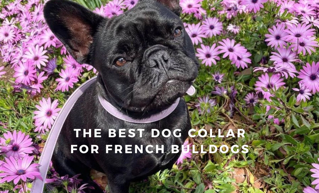 The best dog collars for french bulldogs