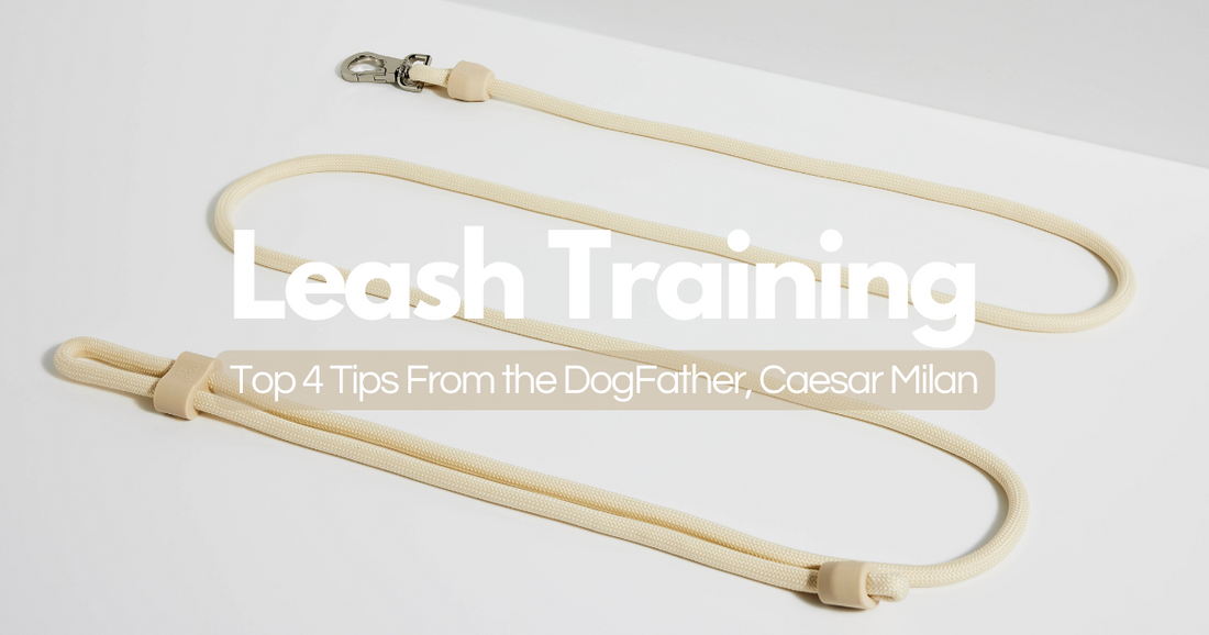 The expert's top tips on dog leash training