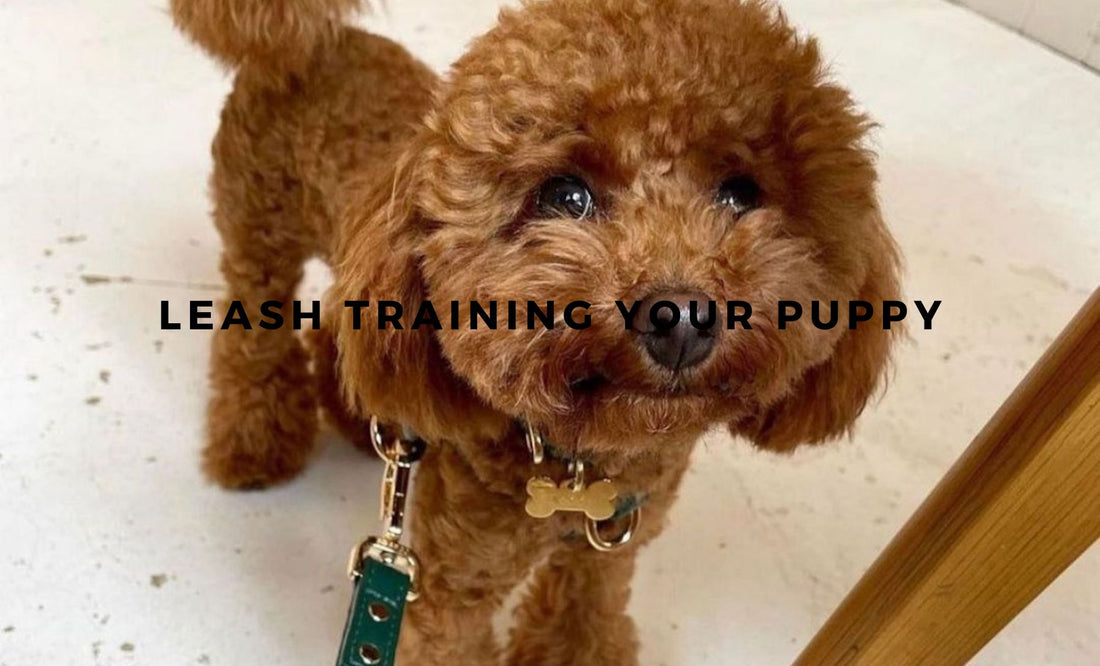 Leash Training Your Puppy: Tips for Success