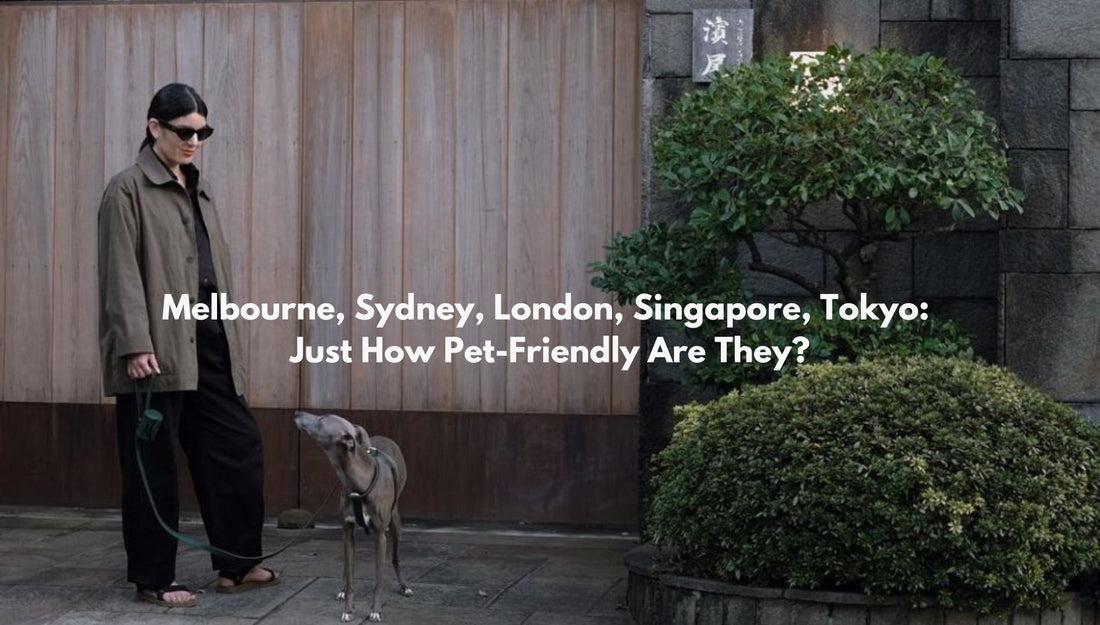 We Rate These 5 Major Cities on Pet-Friendliness