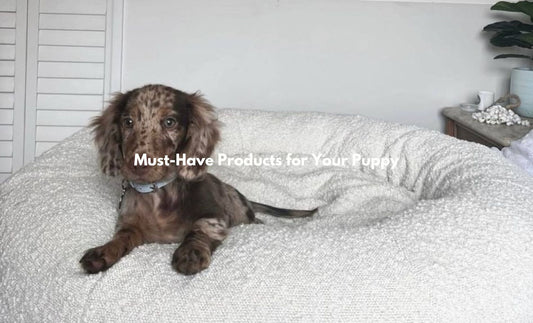 Our Top Pick Products for Your Puppy