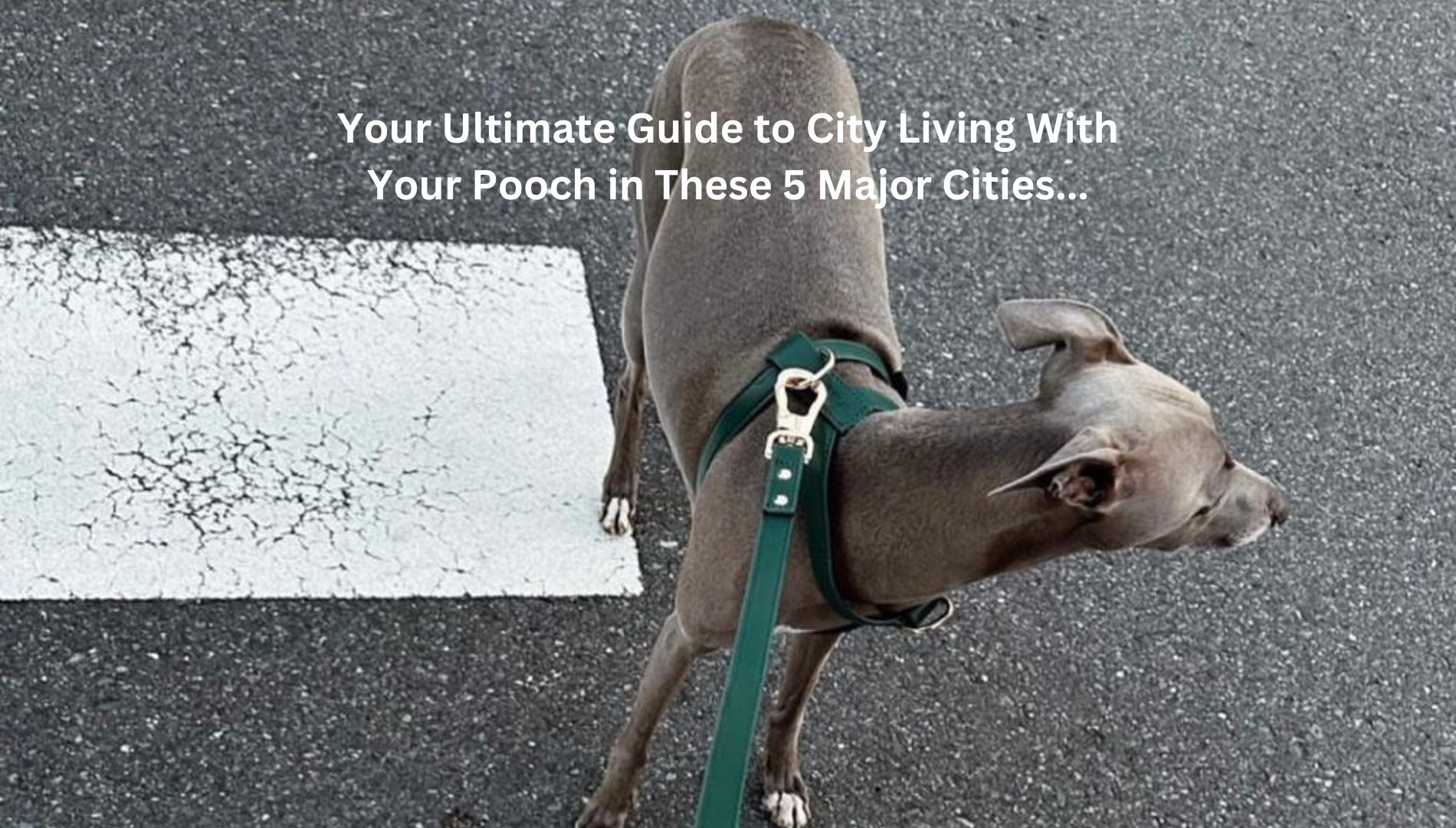 How Pet Friendly Are These Cities?