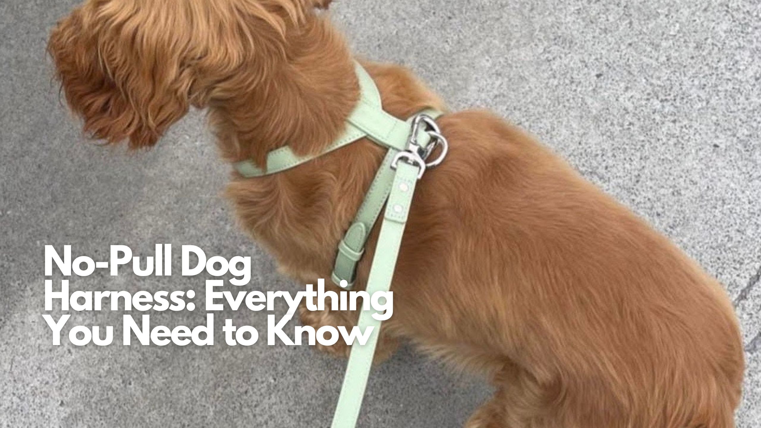 Top Pick: The Best Designer No Pull Dog Harness in Australia..