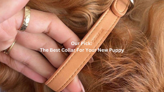 What is the Best Dog Collar For a Puppy?