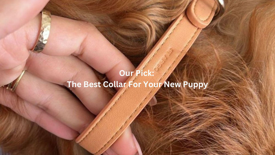 The best dog collar for your new puppy