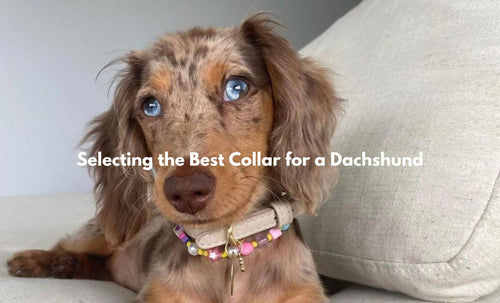 Collar for hot sale dachshund puppy