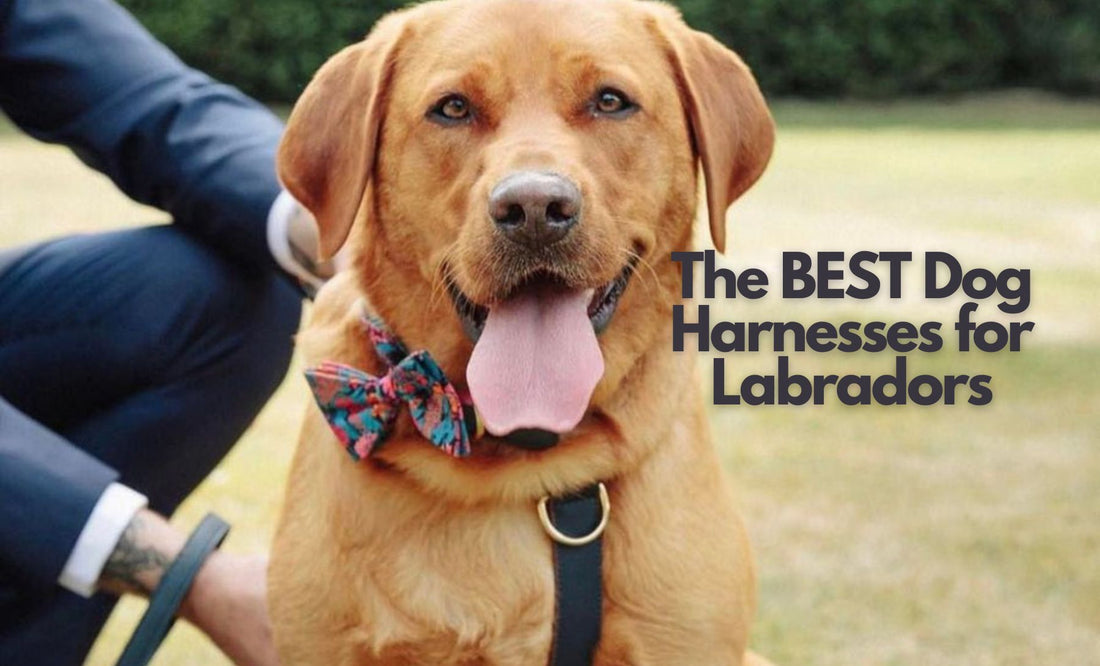Your Guide To: The Best Dog Harnesses for Labradors..