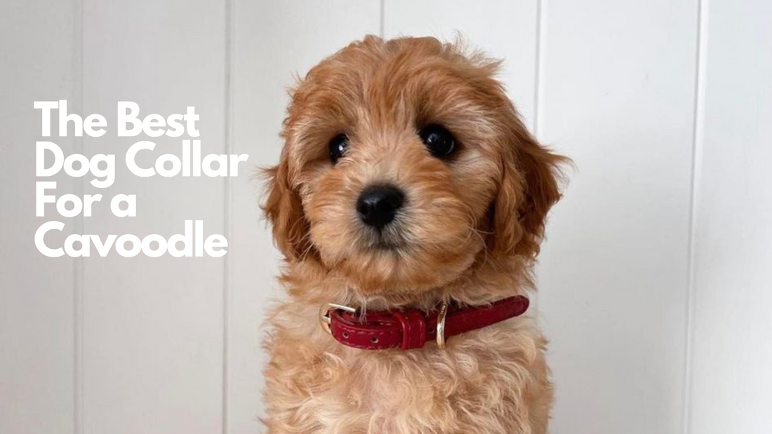 The Best Dog Collar for a Cavoodle