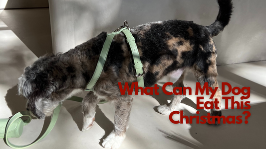 What Can My Dog Eat at Christmas