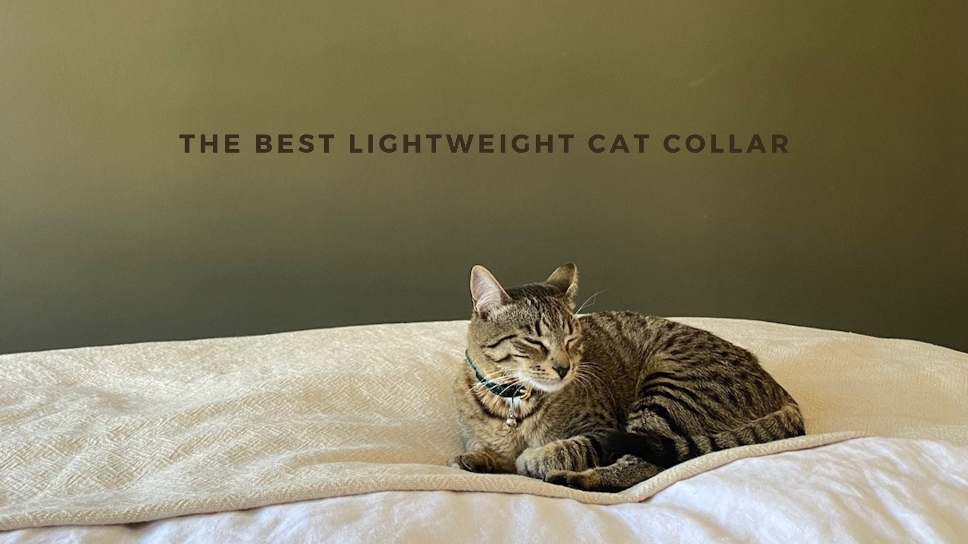 The best lightweight cat collar