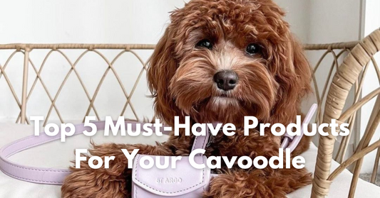The Top 5 Must-Have Products for a Cavoodle Puppy