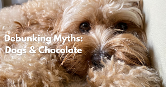 Can dogs eat chocolate?