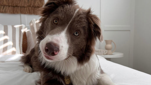 A Guide to the Most Popular Dog Breeds in Australia