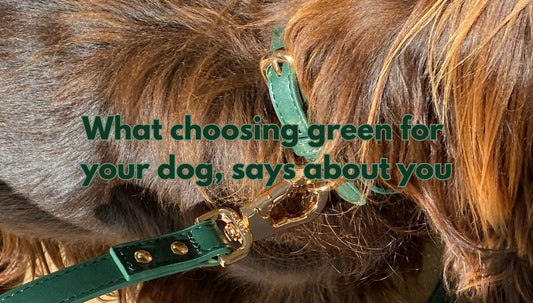 Why Should I Choose a Green Collar or Harness For My Dog?..