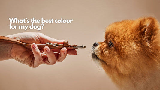 Whats the best colour dog products for my dog