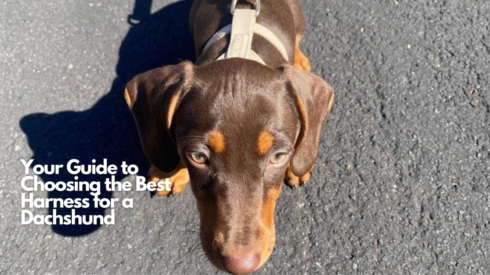 The Ultimate Guide to Choosing the Best Dachshund Harness..