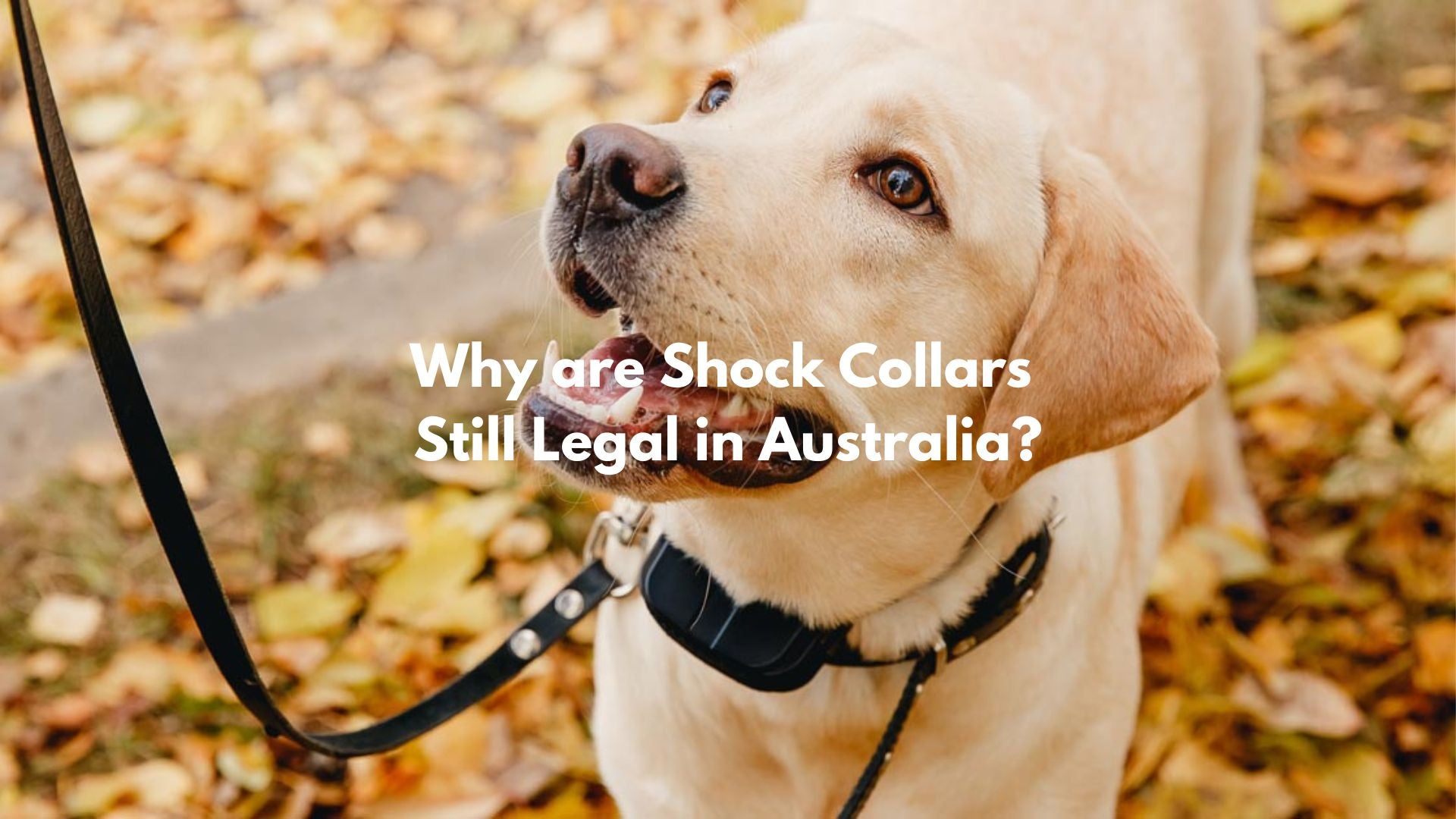 Bark Collars - are they legal