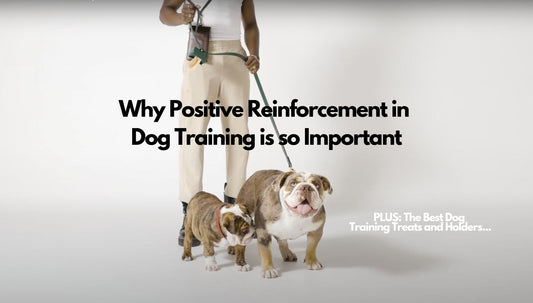 Why it's So Important to Train your Dog: Top Tips from the Experts..