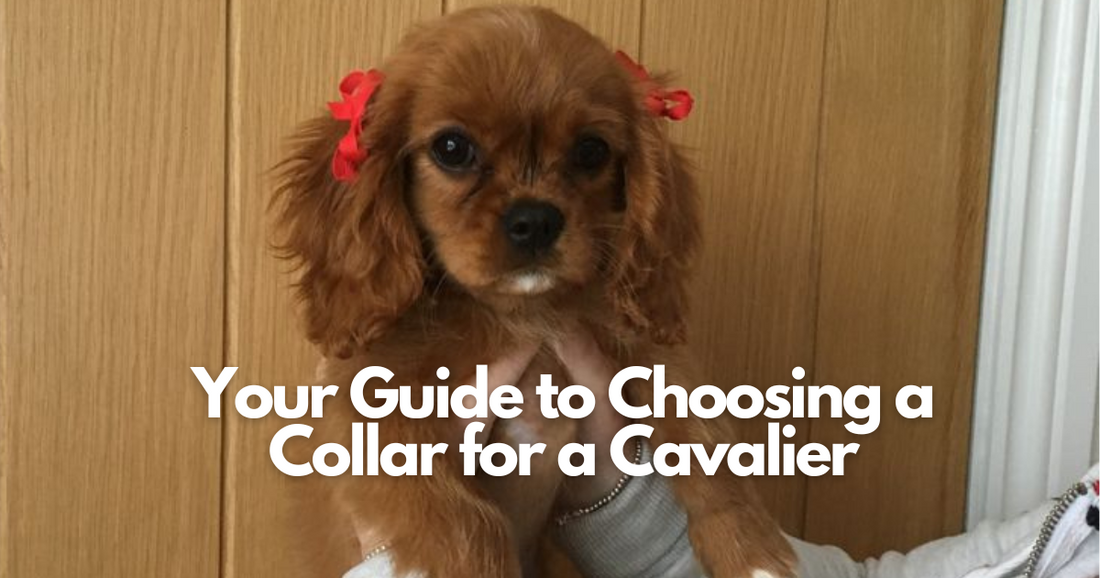 Best collar for a cavalier king charles spaniel