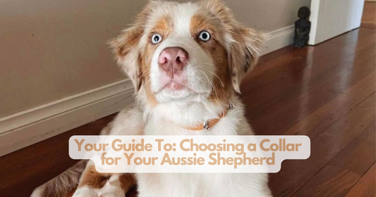Choosing a collar for your Aussie Shepherd 