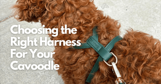 Best Dog Harness for a Cavoodle