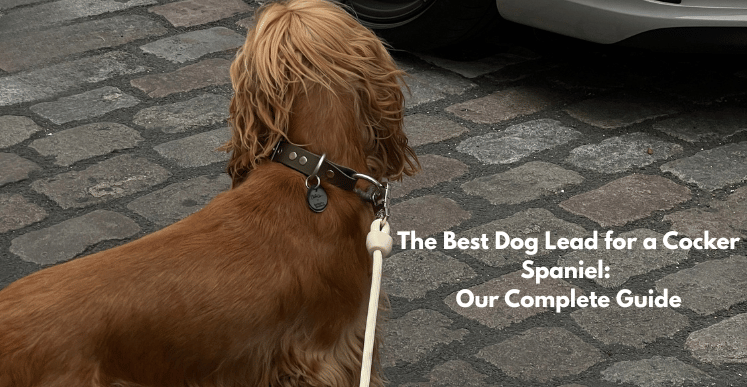 The Best Dog Lead fora Cocker Spaniel: ST ARGO Complete Guide