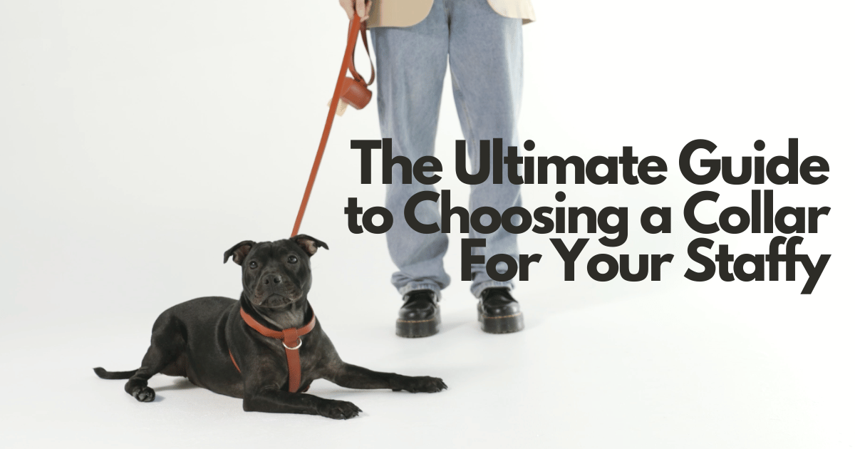 Best Dog Collar for a Staffy
