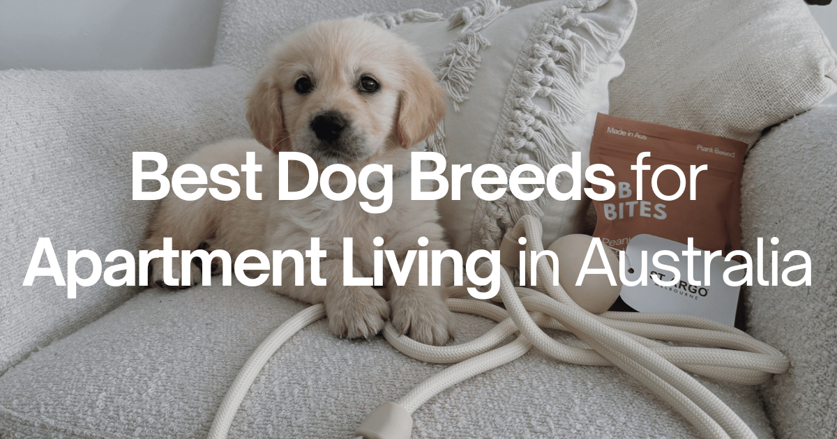 Best Dog Breeds for Apartment Living