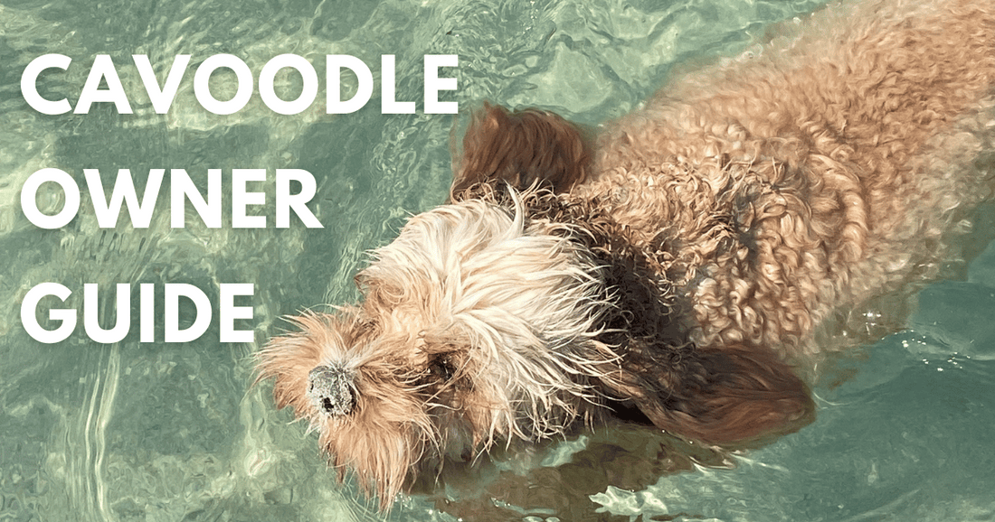 Cavoodle Owner Guide 2025