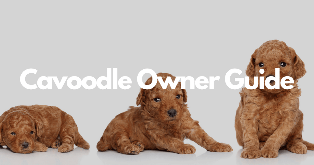 cavoodle owner guide