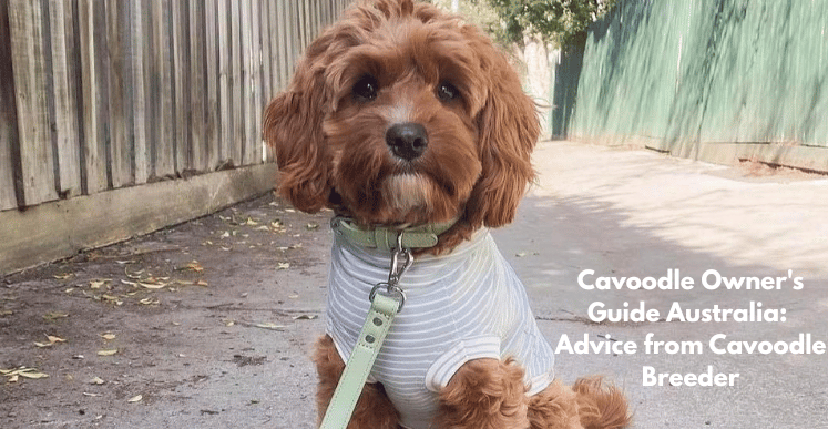 cavoodle owner's guide australia: advice from cavoodle breeder ST ARGO