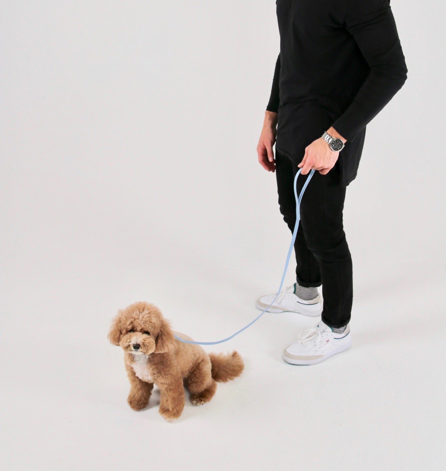 Cavoodle Owner's Guide Australia: Advice from Cavoodle Breeder