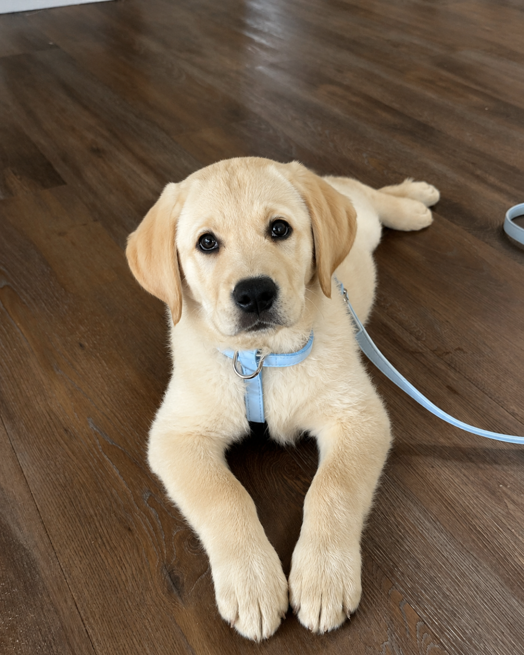The Best Harness for a Labrador Puppy: Our Complete Guide