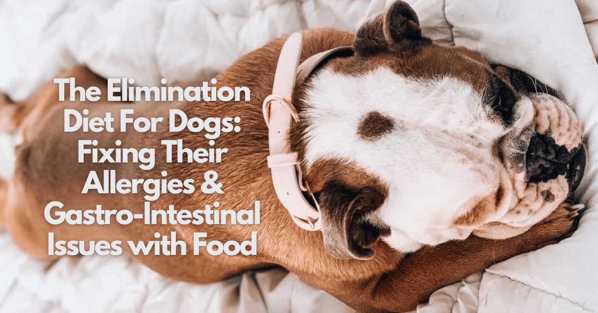 Better Health for Dogs – Insights from Dr. Darcy Marshall – ST ARGO