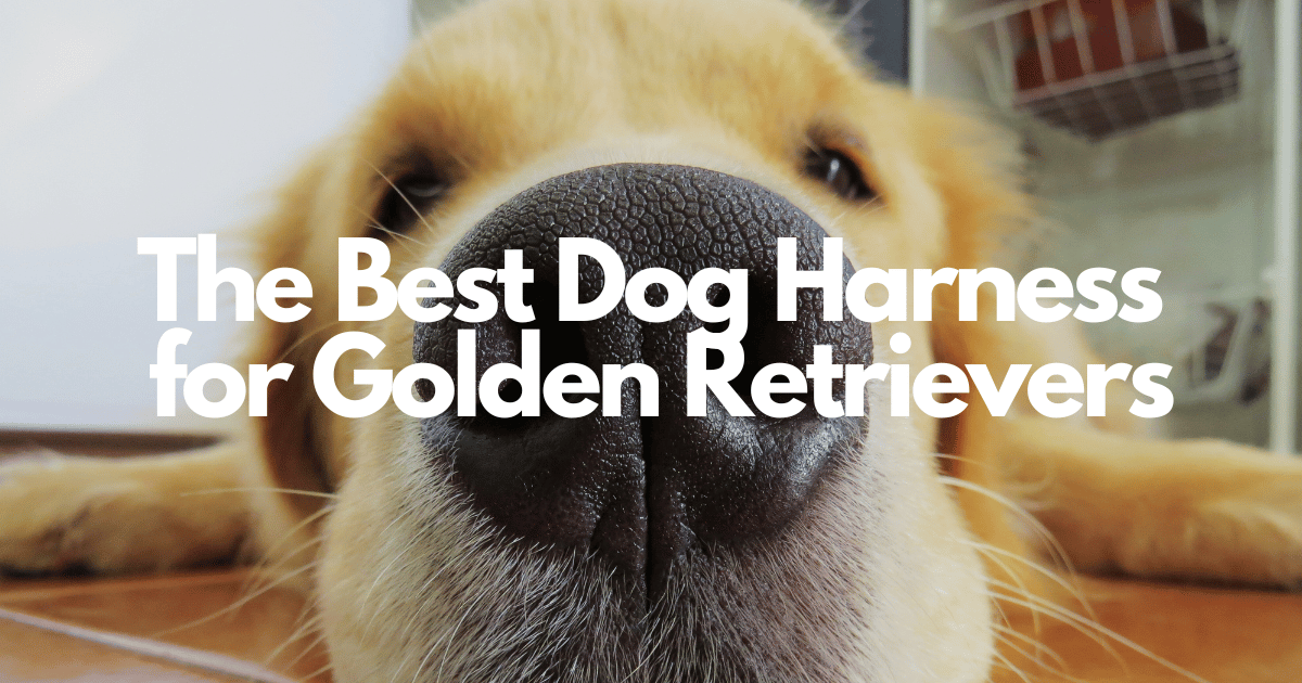 Best Dog Harness for Golden Retriever