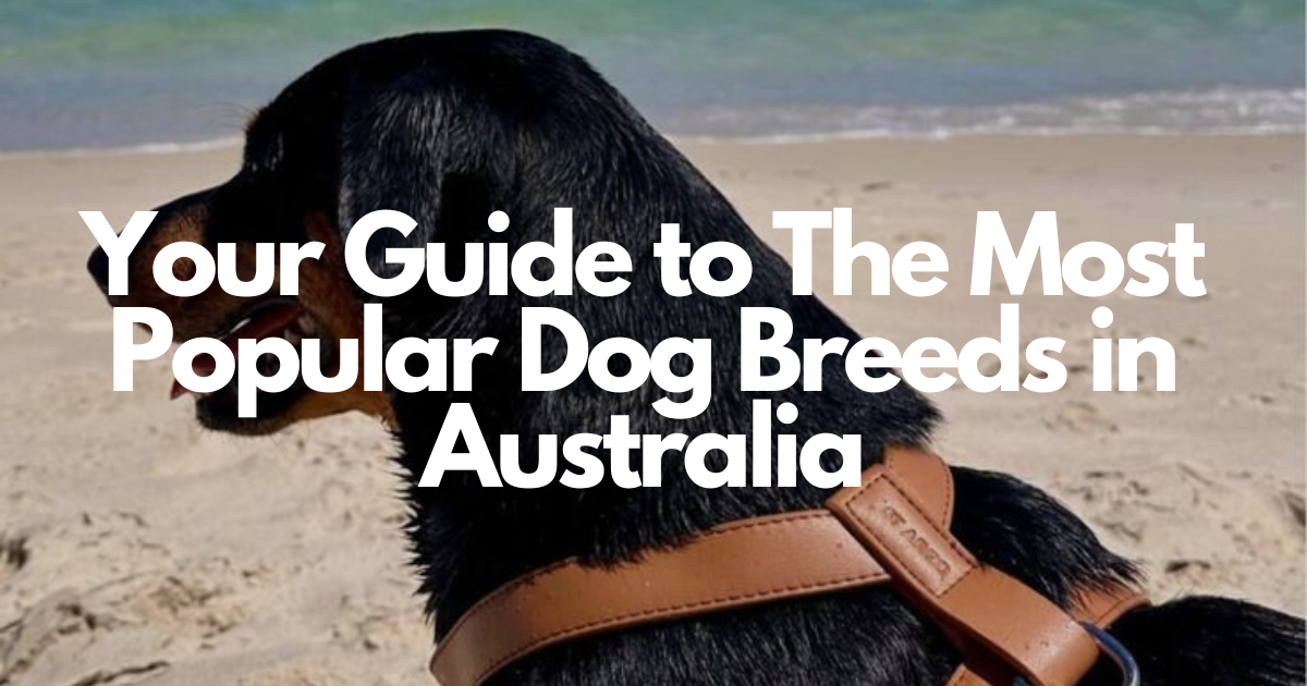 Your Guide to The Most Popular Dog Breeds in Australia