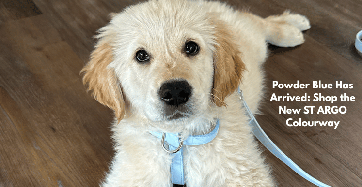 st argo powder blue dog products collection has arrived