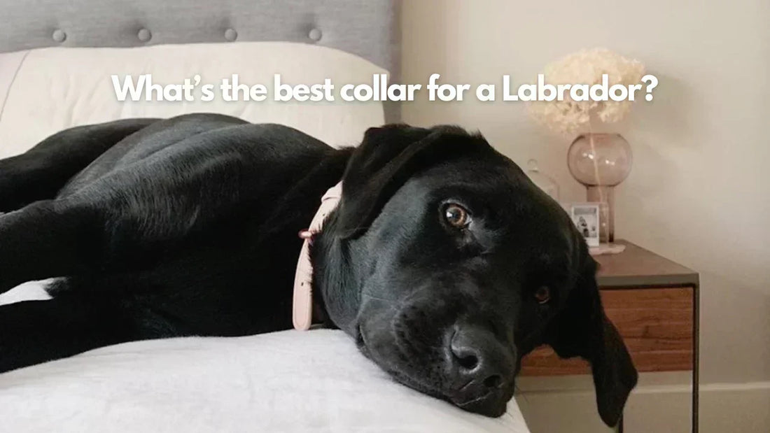 Best Dog Collars for Labradors: Sizing, Materials & Colour Guide