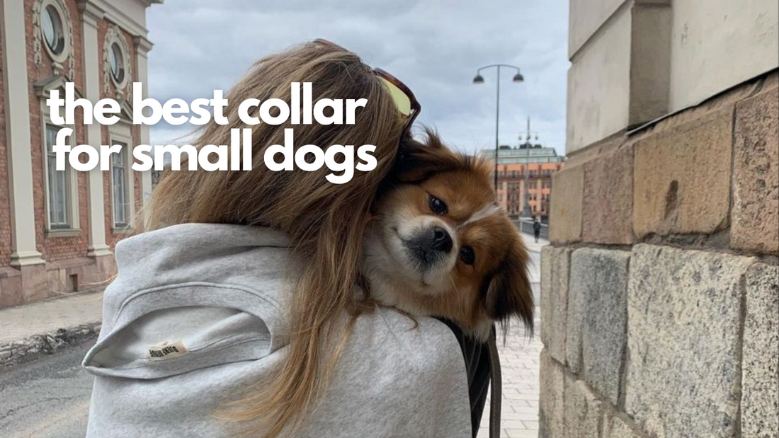 The best collar for small dogs