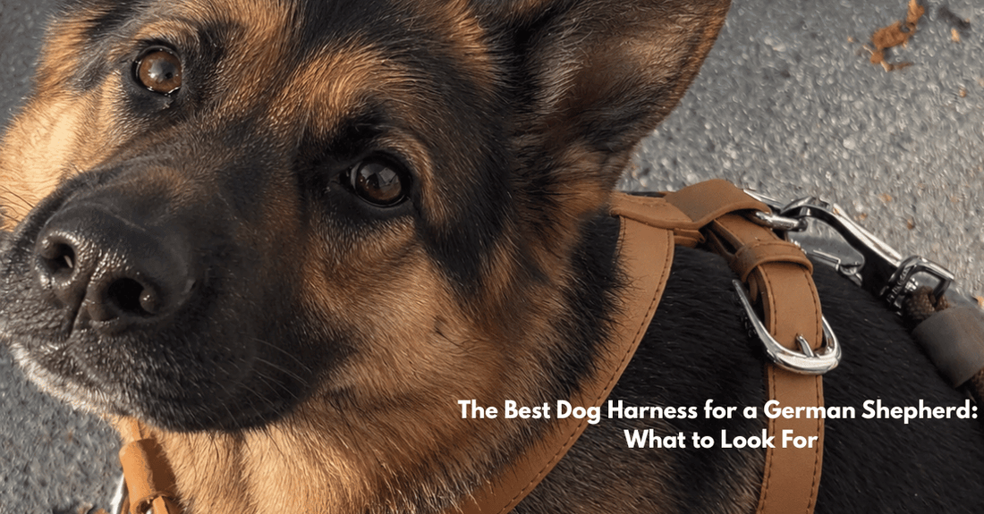 the best dog harness for a german shepherd: what to look for. ST ARGO blogpost