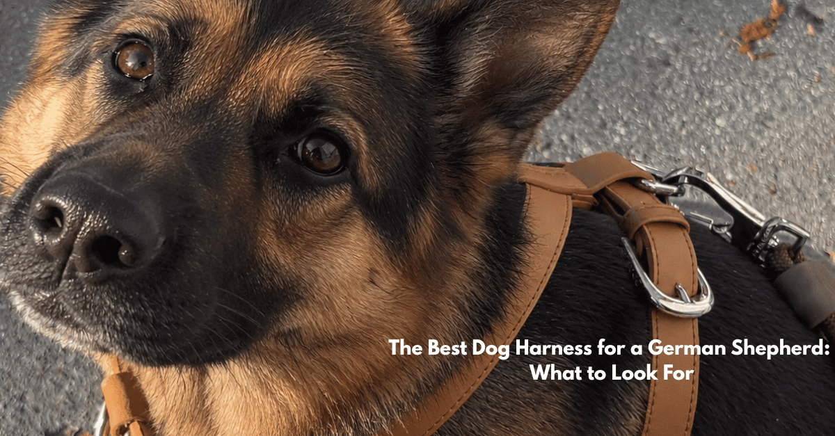 the best dog harness for a german shepherd: what to look for. ST ARGO blogpost