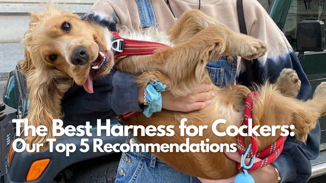 The Best Dog Harnesses for Cocker Spaniels