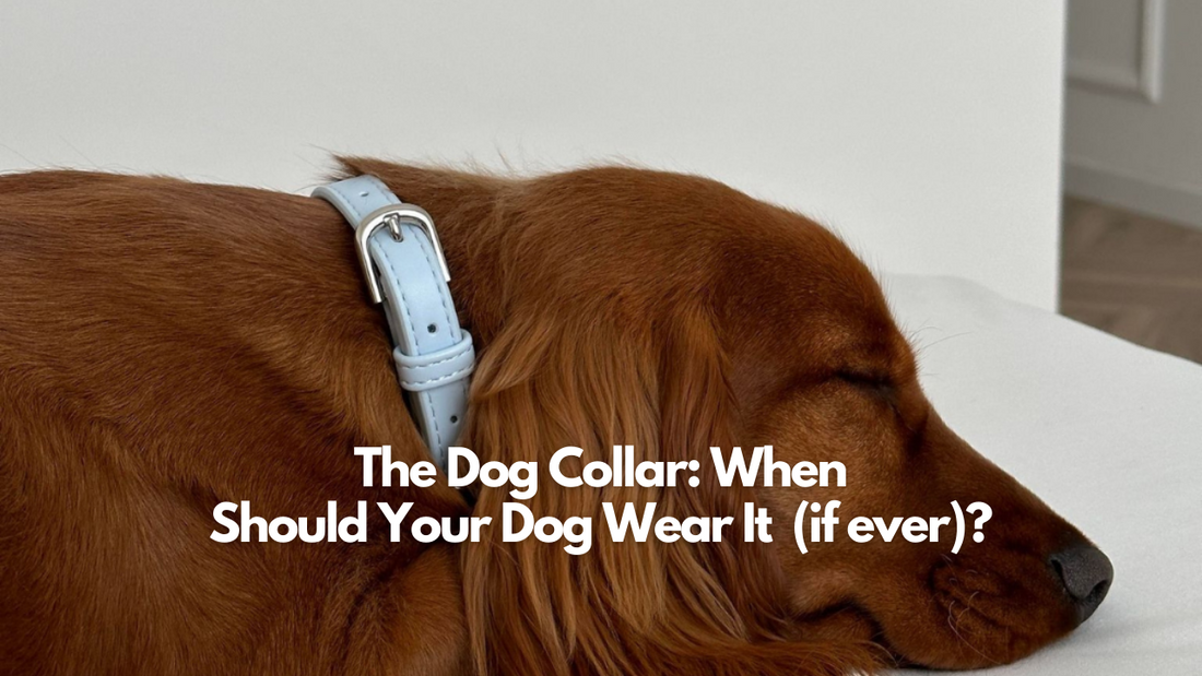 Should Dog Wear Collars