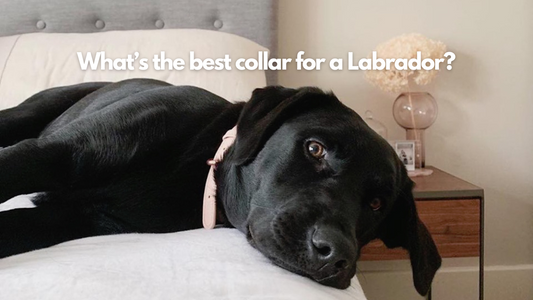 black labrador wears the pale pink ST ARGO vegan leather dog collar