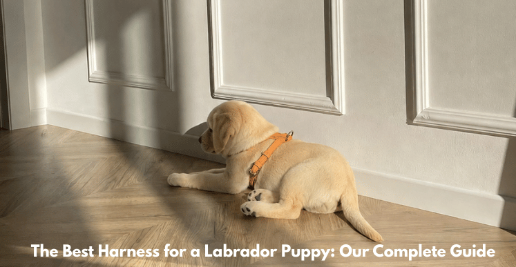The Best Harness for a Labrador Puppy: ST ARGO COMPLETE GUIDE