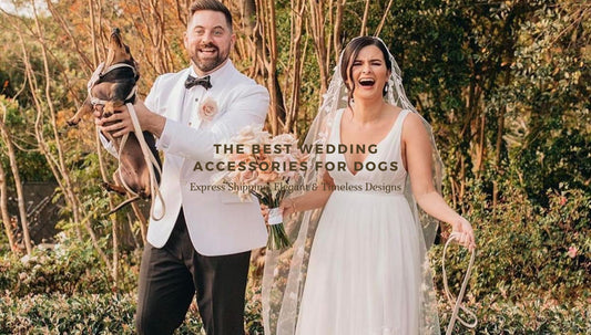 The Perfect Wedding Accessories for Your Dog