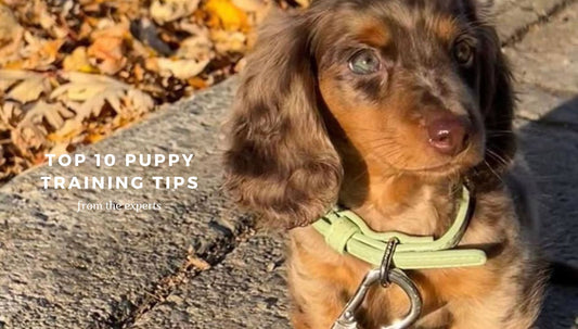 Top 10 Training Tips for Your Adorable Puppy